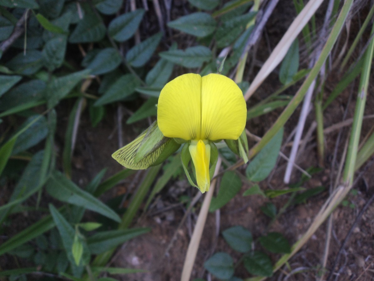 Crotalaria multiflora Benth.